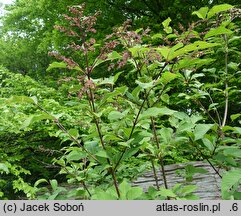 Syringa tomentella Rosea