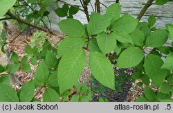 Syringa tomentella Rosea