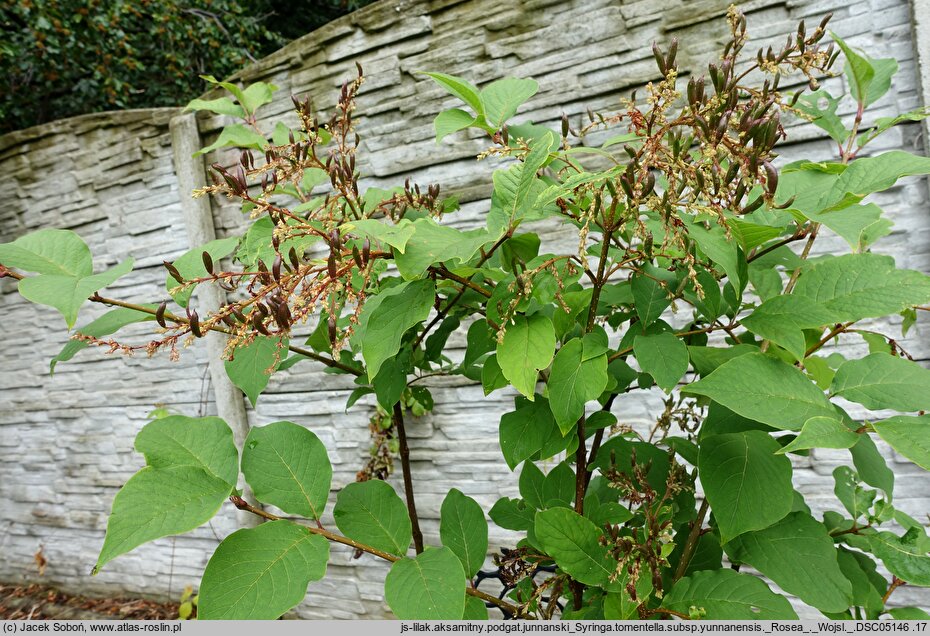 Syringa tomentella Rosea