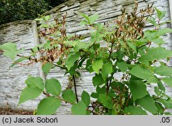 Syringa tomentella Rosea