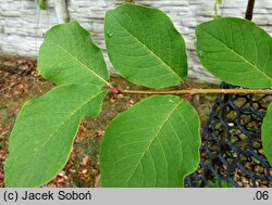 Syringa tomentella Rosea