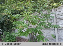 Syringa tomentella Rosea