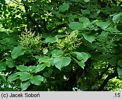 Syringa reticulata