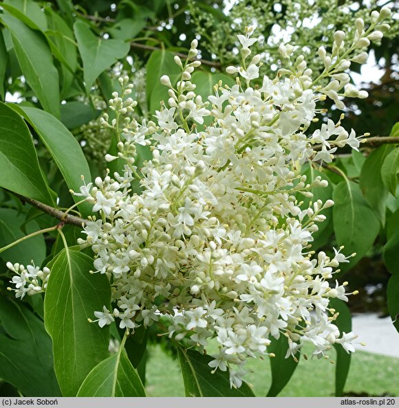 Syringa reticulata ssp. amurensis (lilak amurski)