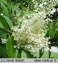 Syringa reticulata ssp. amurensis (lilak amurski)