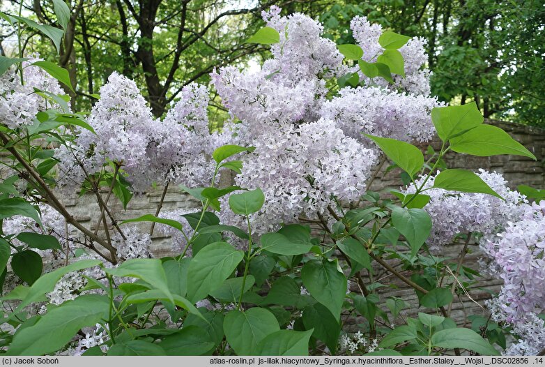 Syringa ×hyacinthiflora Esther Staley