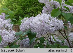 Syringa ×hyacinthiflora Esther Staley