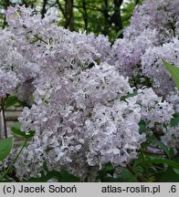 Syringa ×hyacinthiflora Esther Staley