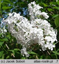 Syringa ×hyacinthiflora Necker