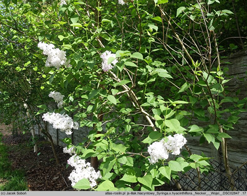 Syringa ×hyacinthiflora Necker