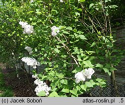 Syringa ×hyacinthiflora Necker
