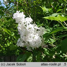Syringa ×hyacinthiflora Necker