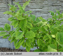 Syringa emodi Aureovariegata