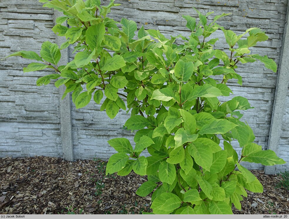 Syringa emodi Aureovariegata