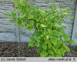 Syringa emodi Aureovariegata