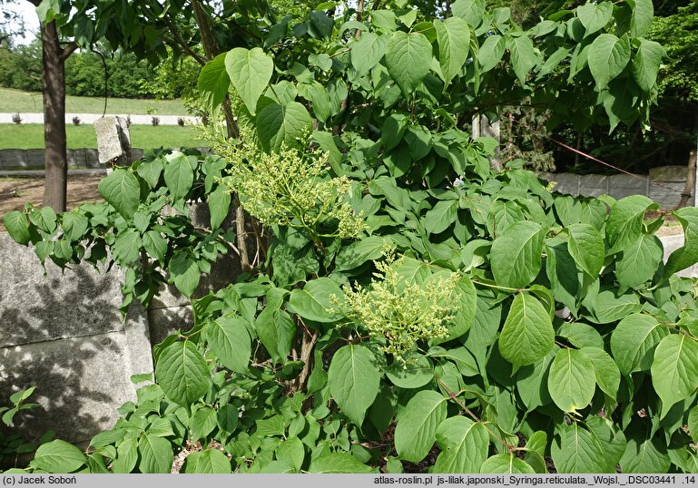 Syringa reticulata (lilak japoński)
