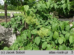 Syringa reticulata (lilak japoński)