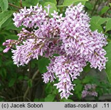 Syringa villosa (lilak kosmaty)