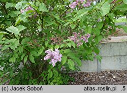 Syringa villosa (lilak kosmaty)