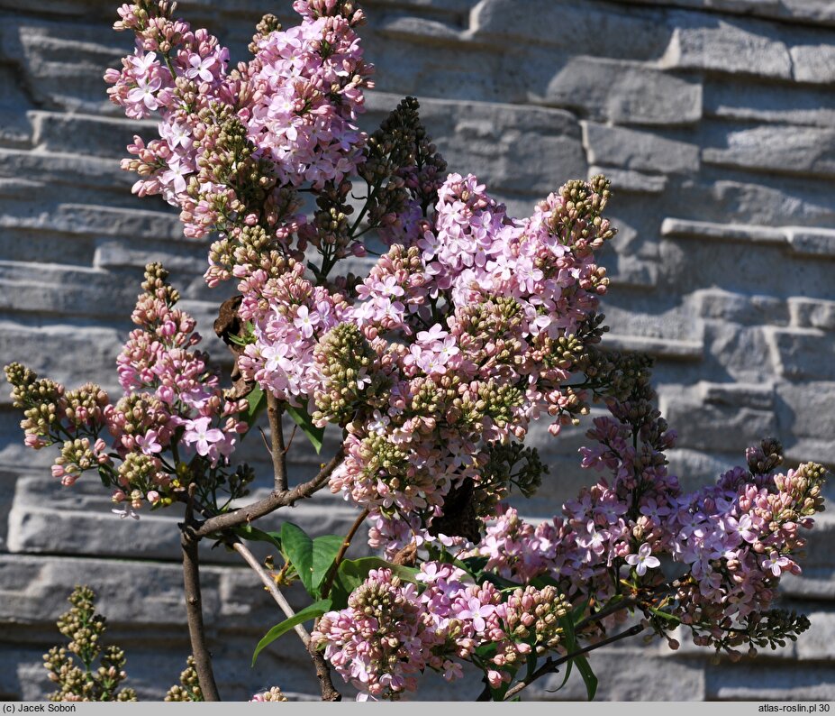 Syringa vulgaris Ambassadeur