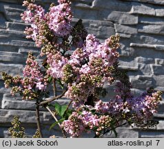 Syringa vulgaris Ambassadeur