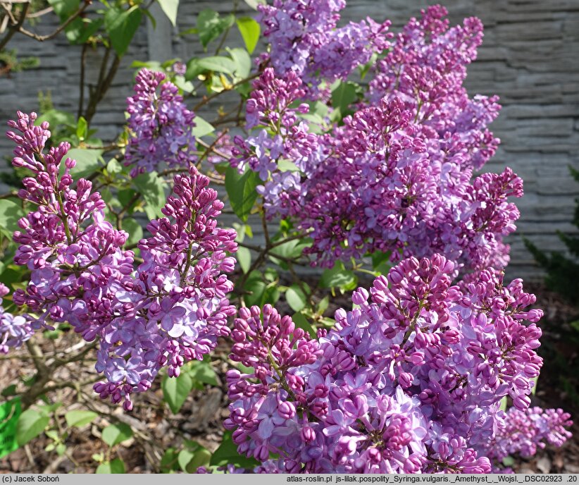 Syringa vulgaris Amethyst