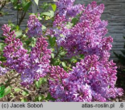 Syringa vulgaris Amethyst