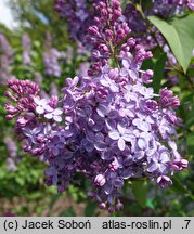 Syringa vulgaris Amethyst