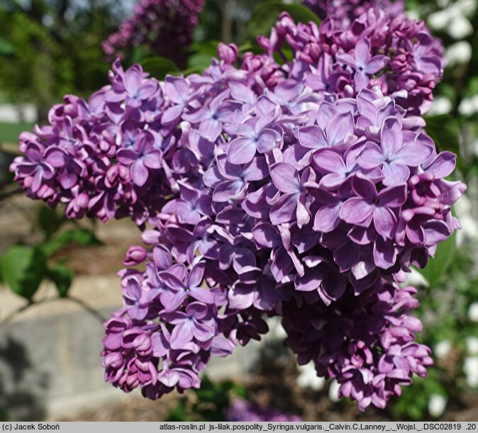 Syringa vulgaris Calvin C. Lanney