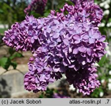 Syringa vulgaris Calvin C. Lanney