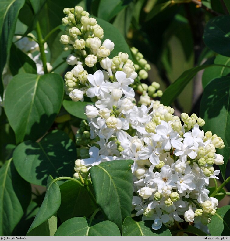 Syringa vulgaris Edith Cavell