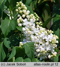 Syringa vulgaris Edith Cavell