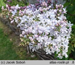 Syringa vulgaris Evert de Gier