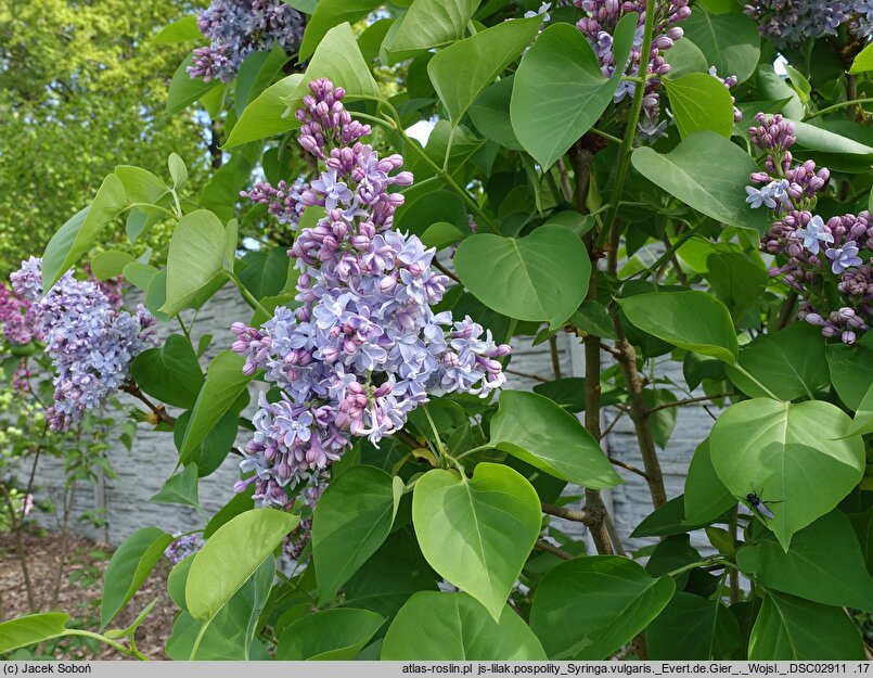 Syringa vulgaris Evert de Gier