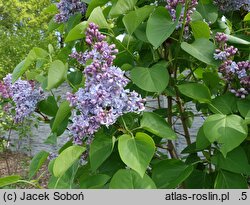 Syringa vulgaris Evert de Gier