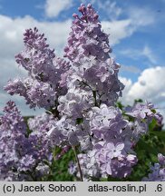 Syringa vulgaris Firmament