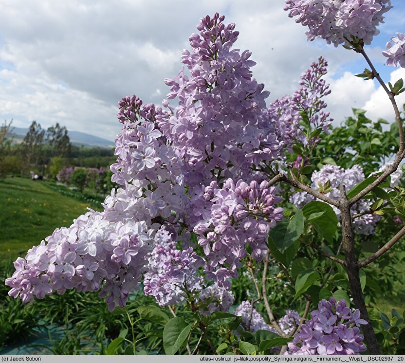 Syringa vulgaris Firmament