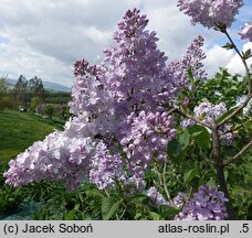 Syringa vulgaris Firmament