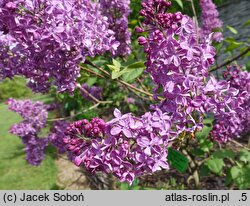Syringa vulgaris India
