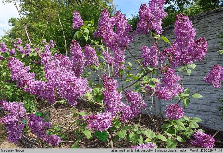Syringa vulgaris India