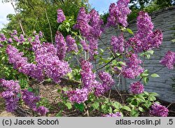 Syringa vulgaris India