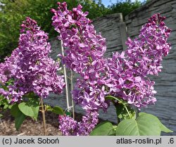Syringa vulgaris India