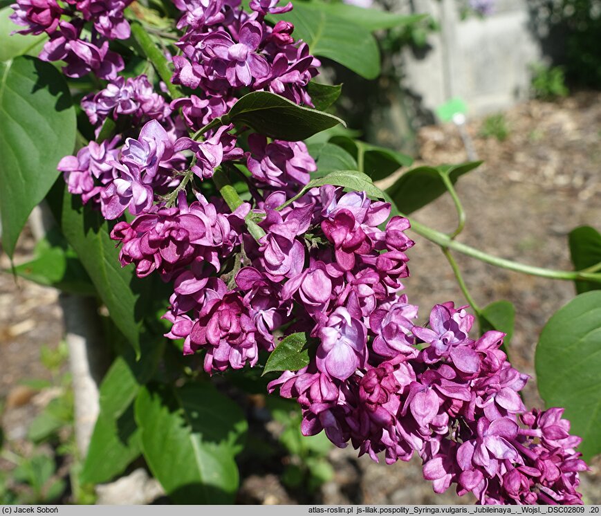 Syringa vulgaris Jubileinaya