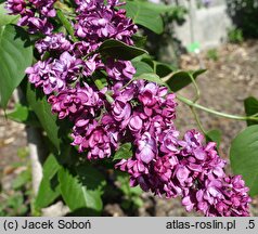 Syringa vulgaris Jubileinaya