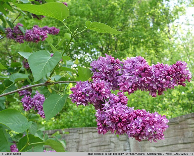 Syringa vulgaris Kołchoźnica