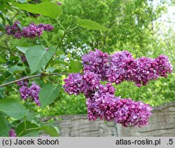 Syringa vulgaris Kołchoźnica