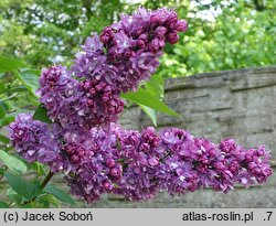 Syringa vulgaris Kołchoźnica