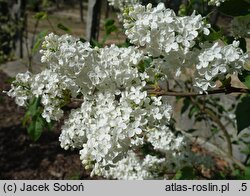 Syringa vulgaris Königin Luise