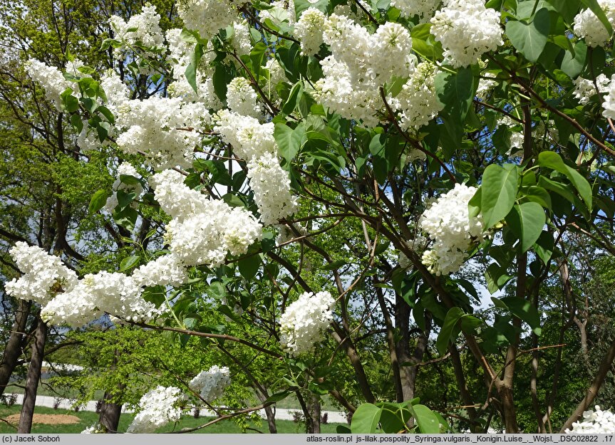 Syringa vulgaris Königin Luise
