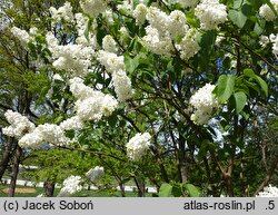 Syringa vulgaris Königin Luise